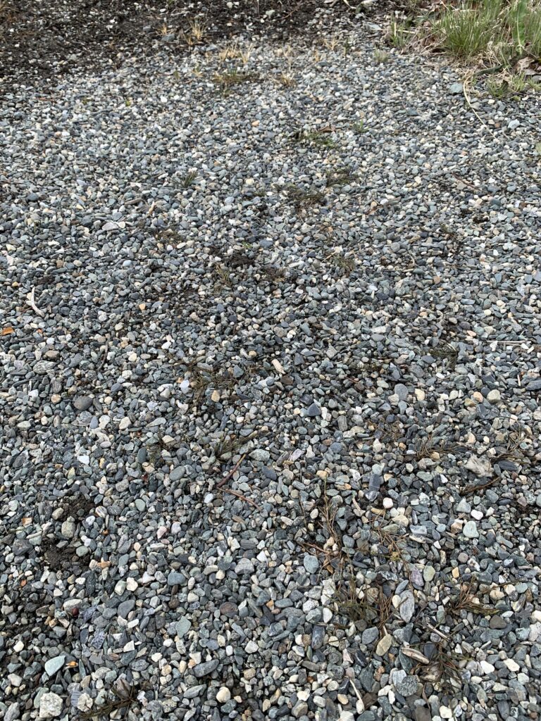 Døde planter