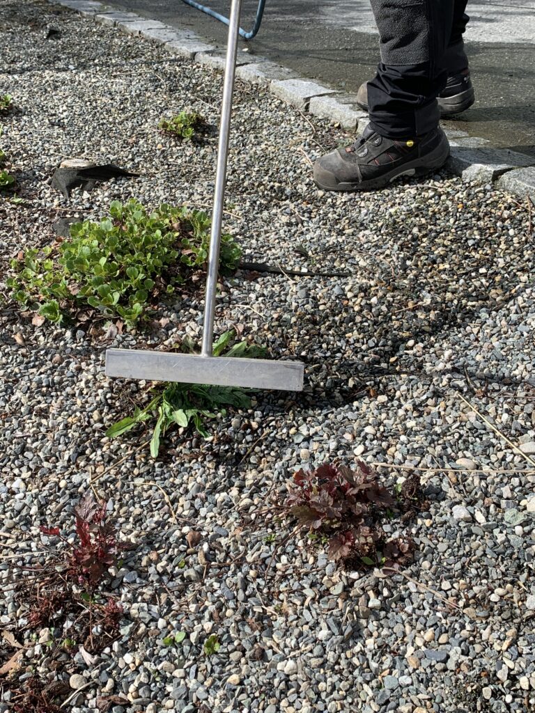 Løvetann får varmtvannsbehandling