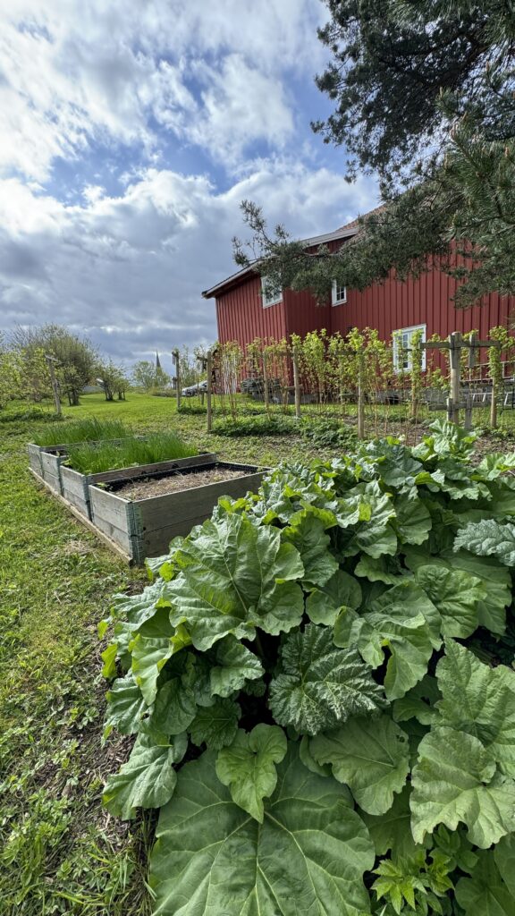 Nyttehage med bær, urter og rabarbra på Kvilhaugen Gård. Foto: Koteng Eiendom