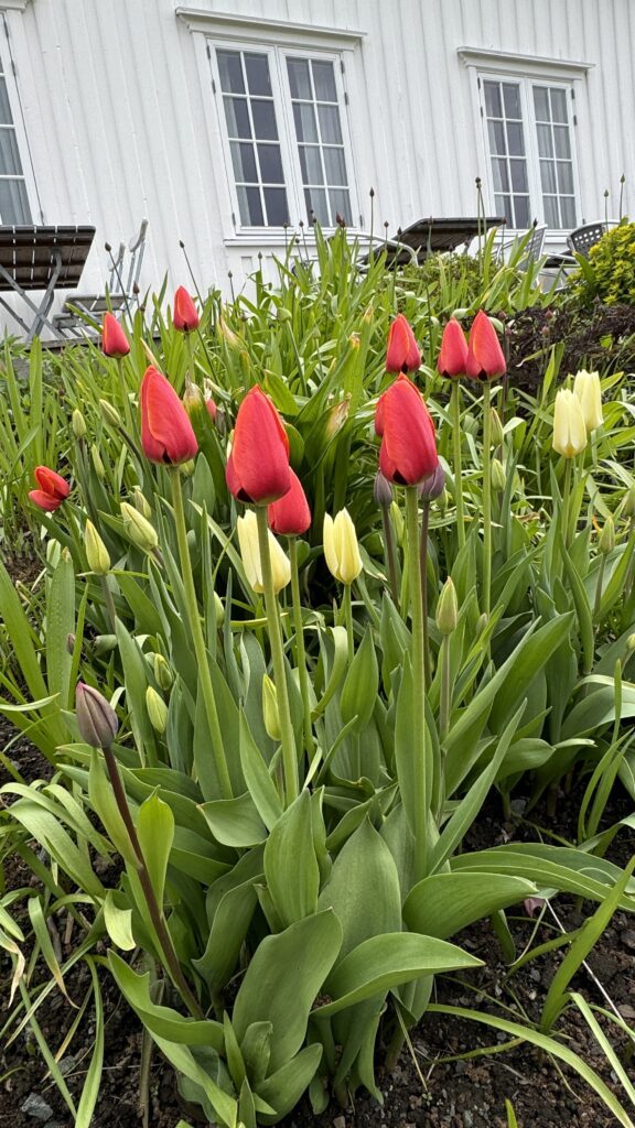 Tulipaner i blomst på Kvilhaugen Gård. Foto Koteng Eiendom AS